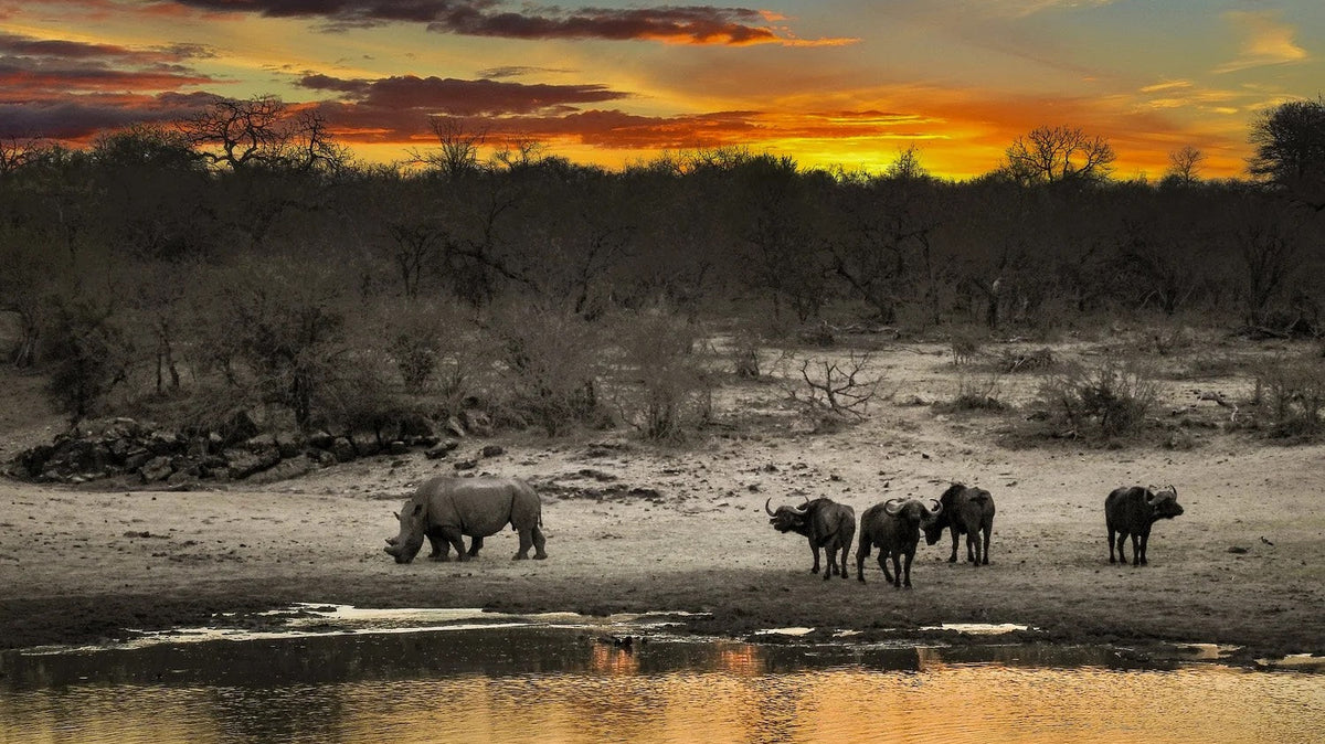 Elephants and other wildlife beside a watering hole at sunset